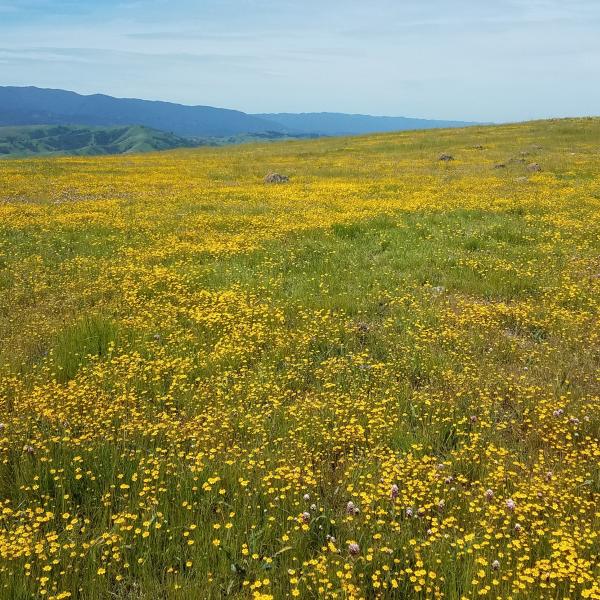 Field of wildflowers/ photo by Derinda Lesher