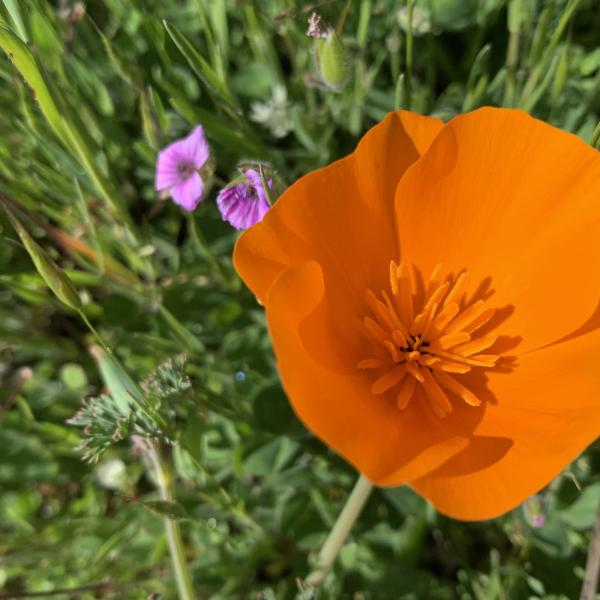 Wildflowers at Russian Ridge