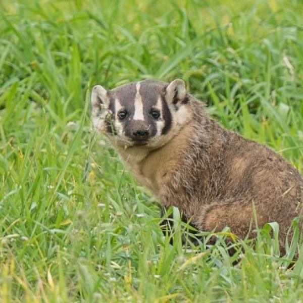 American Badger in green field