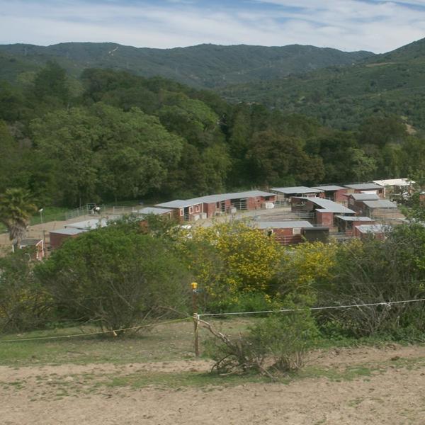Bear Creek Stables