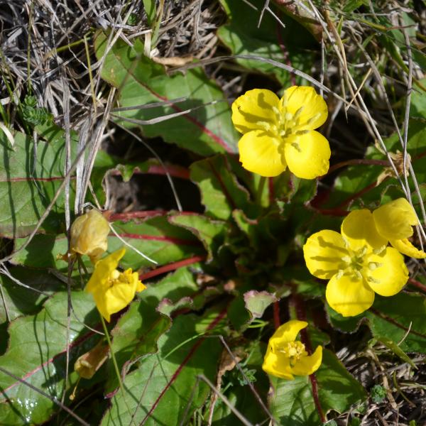 Native wildflowers called suncups at Cloverdale Ranch.