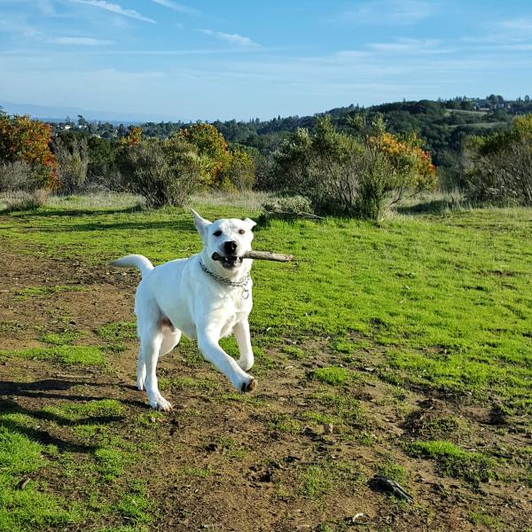 Dog at Pulgas Ridge. Photo by Christopher Hunter. Dog at Pulgas Ridge. Photo by Christopher Hunter.