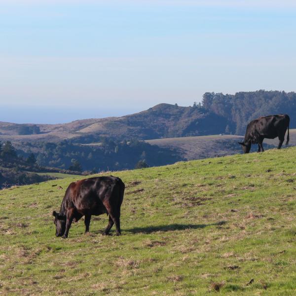 Conservation grazing at La Honda Creek Preserve by Frances Freyberg. 