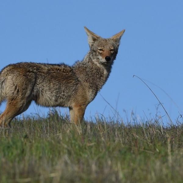 Coyote. Photo by David Henry. photo of a Coyote