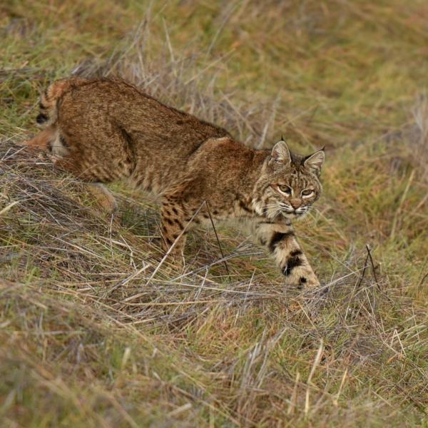 Bobcat / photo by David Henry