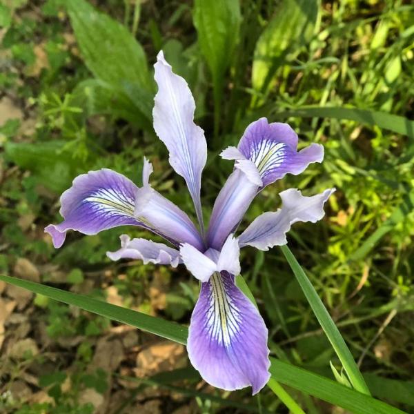 Douglas Iris. Photo by Marcia Hakanson. photo of a Douglas Iris