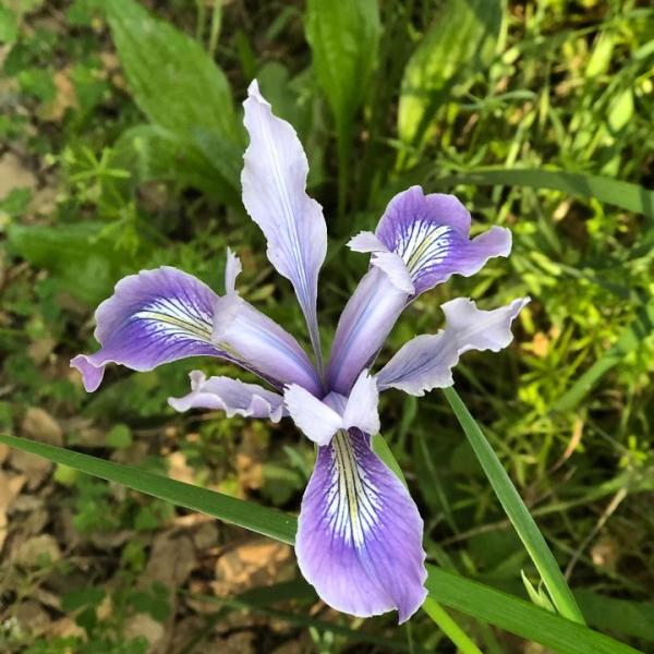 photo of a Douglas Iris