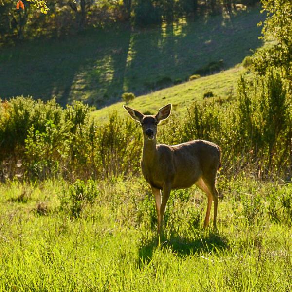 a deer in a grassy field