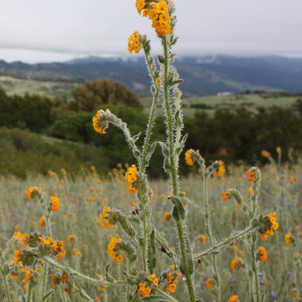 Fiddleneck Flowers. Photo by Matt Adelman. photo of Fiddleneck flowers.
