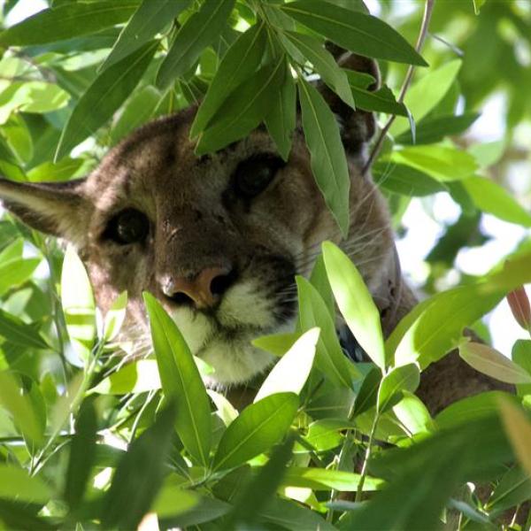 Mountain Lion in Tree