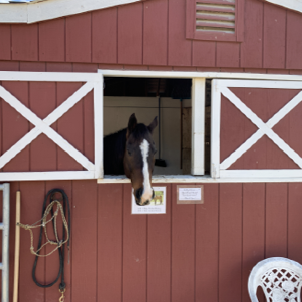 Horse boarded at Bear Creek Stables