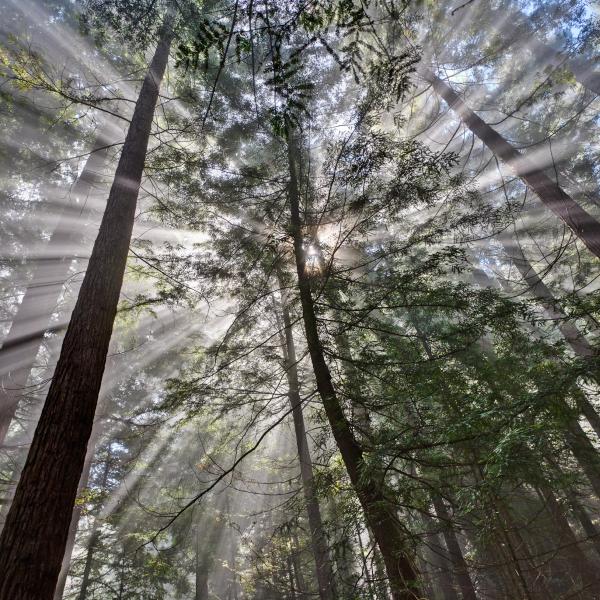 Photo: Karl Gohl Sun streaming through tall redwood trees