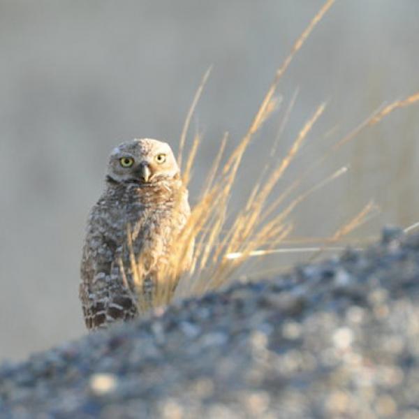 Burrowing Owl on ground behind dry grass