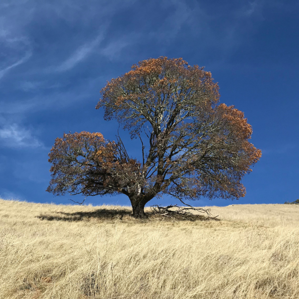 Photo of a lone oak at Monte Bello Preserve