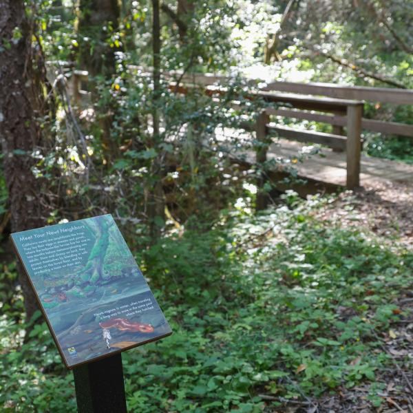 Image of an interpretive sign about newts along the Stevens Creek Nature Trail in Monte Bello Open Space Preserve. 
