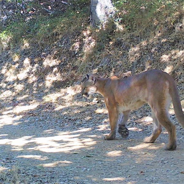 Mountain Lion. Photo by Midpen. Mountain Lion