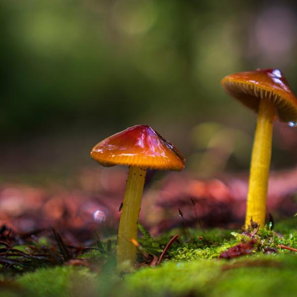 Wax Cap Mushrooms. Photo by Robin Luera. Wax Cap Mushrooms