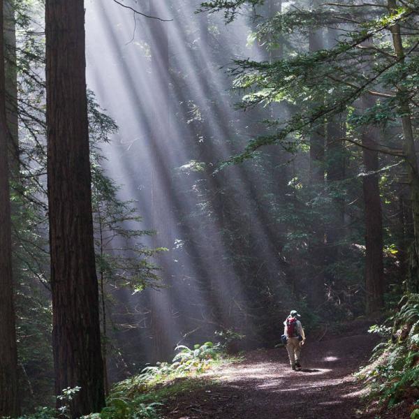 Hiker on the Borden Hatch Trail in Purisima Creek Redwoods Preserve by Karl Gohl.