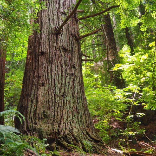 Redwood forest on Midpen land by Claire Dawkins.