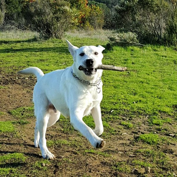 a dog running with a stick in it's mouth