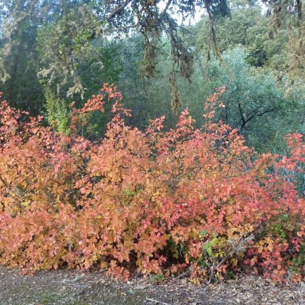 photo of a poison oak bush