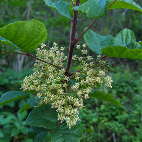 photo of Poison oak flowers