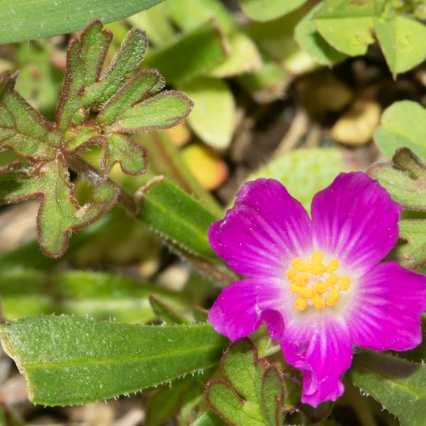 Red maid flower. Photo by John McClelland. photo of Red Maid flower