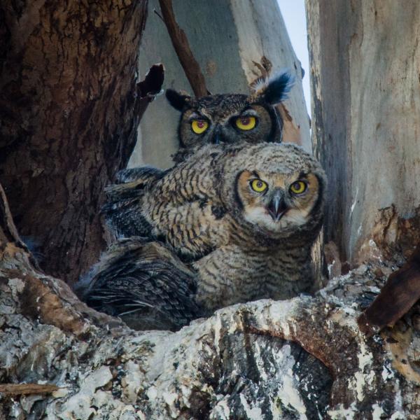 great horned owl and fledgling