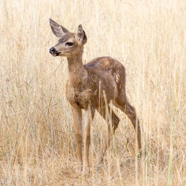 Photo: Karl Gohl a fawn in a field