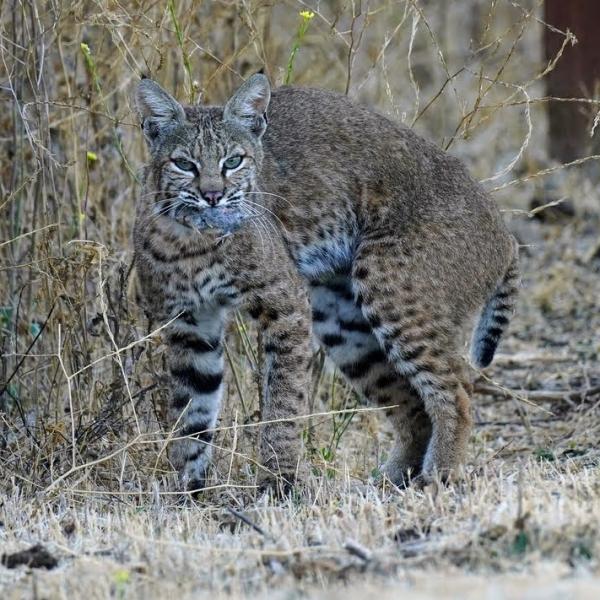 Bobcat carrying a mouse in its mouth