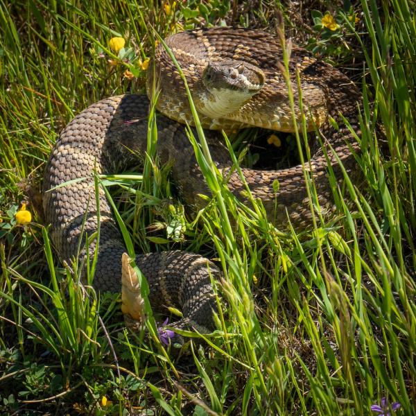 Rattlesnake in the Grass. Photo by Steve Weiss. photo of rattlesnake in the grass