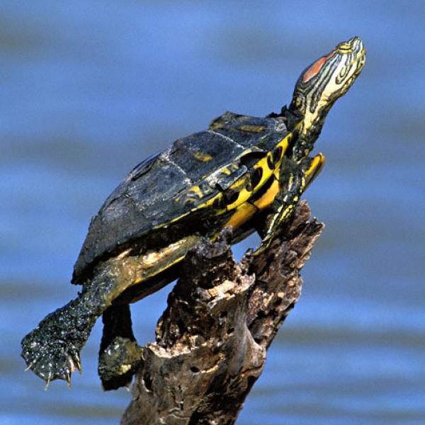 Photo: Gary Nafis Red-eared slider turtle