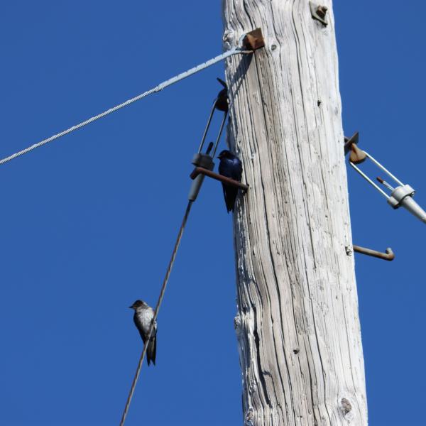 Purple martins on telephone pole wires
