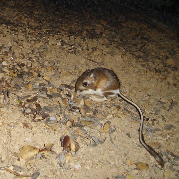 Santa Cruz kangaroo rat photo by Ken Hickman 2