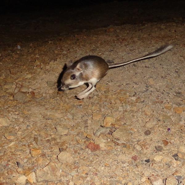 Santa Cruz Kangaroo Rat Photo by Ken Hickman