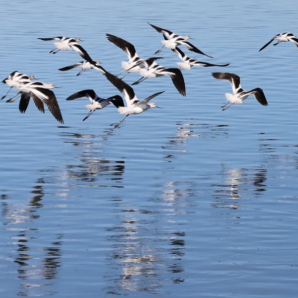 American avocets and northern shoveler ducks at Stevens Creek Shoreline (Michelle Yau)