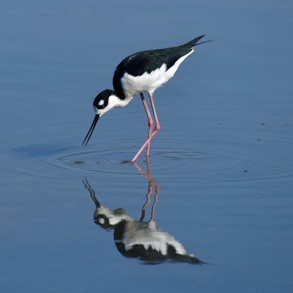 Black-necked Stilt black-necked stilts