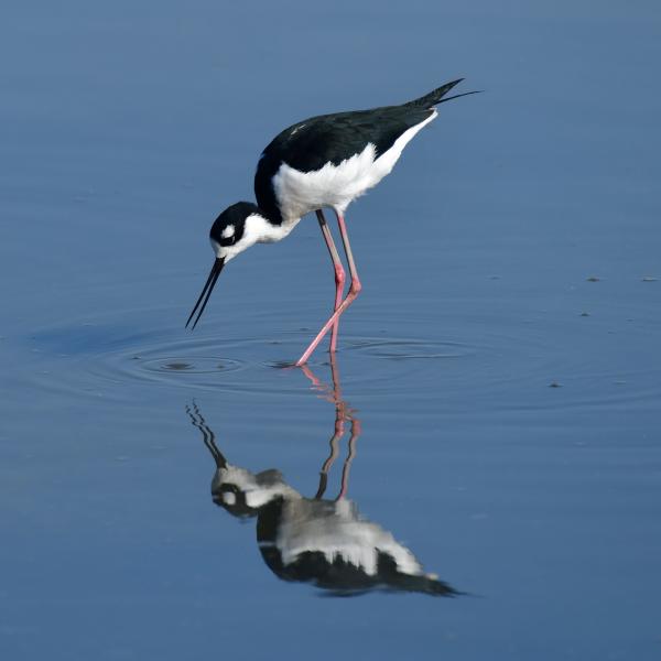 black-necked stilts