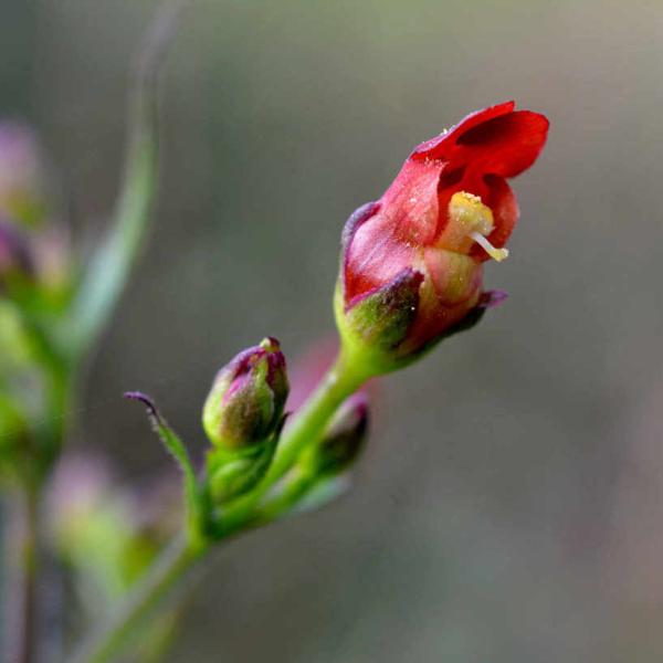 Blooming California bee plant