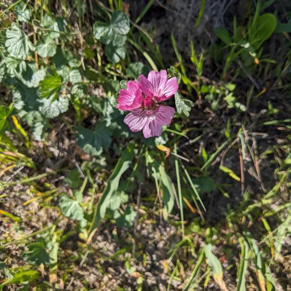 Blooming dwarf checkerbloom