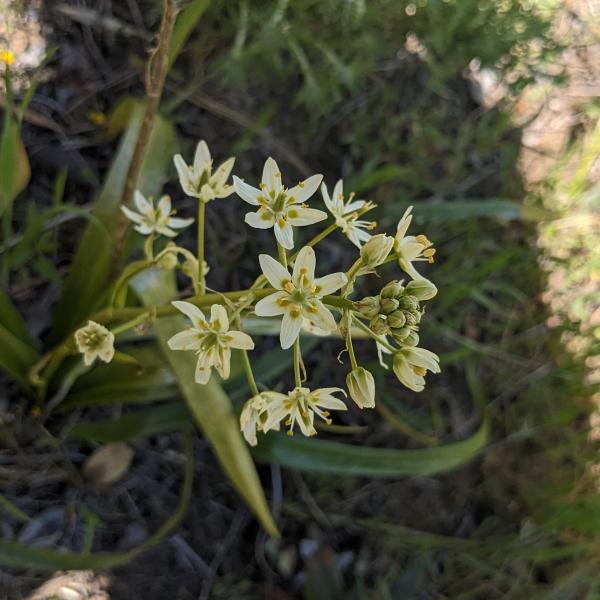 Fremont's star lily (Shannon Reilly) Blooming Fremont's star lily