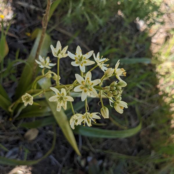 Blooming Fremont's star lily