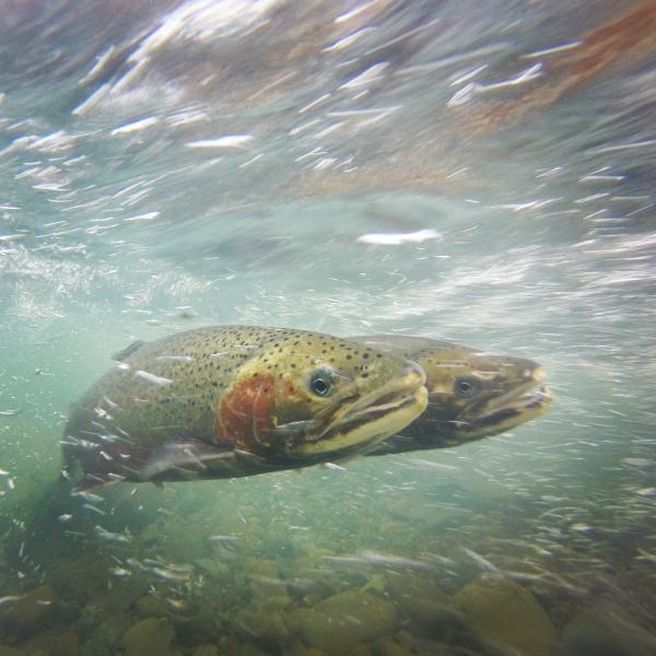 (Will Boucher) Pair of steelhead trout spawning in a creek