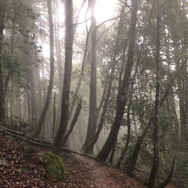 Skyline Trail Teague Hill Open Space Preserve. Photo by Eleanor Raab.