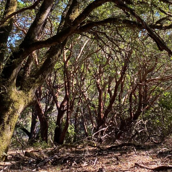 Teague Hill Oak and Manzanita. Photo by Eleanor Raab. 