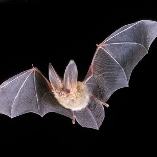 Townsend's big eared bat