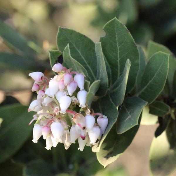 flowers of the kings mountain manzanita