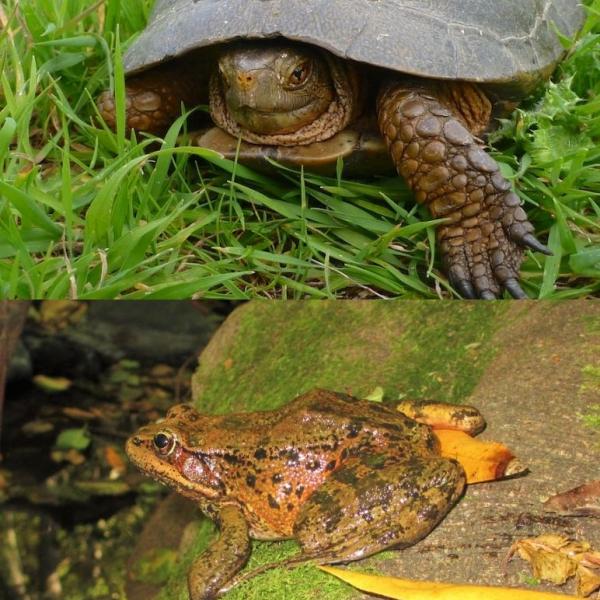 Western pond turtle and red-legged frog image