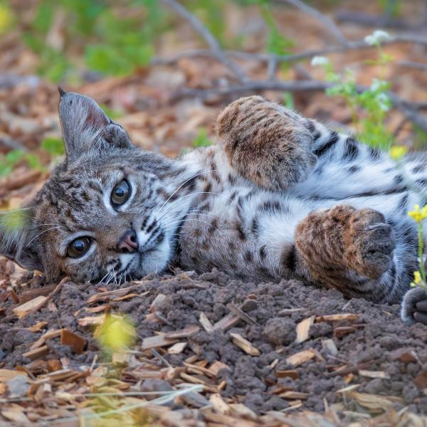 A bobcat lying on the ground.