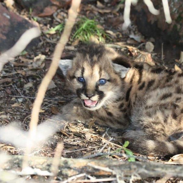 Mountain lion cub photo of a Mountain lion cub